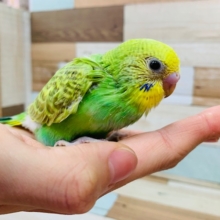 シナモン系スパングル セキセイインコ きましたっ