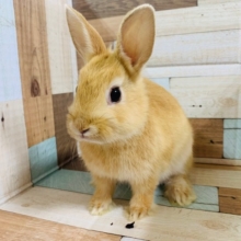 人気カラーのドワーフラビットちゃん♡