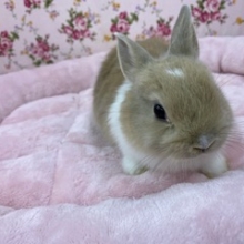 頭にハート柄があるような…ネザーちゃん💗