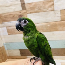 ベタ馴れだよ！！　コミドリインコ　