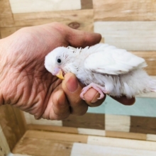 真っ白なセキセイインコ　ダブルファクターホワイト　ヒナ