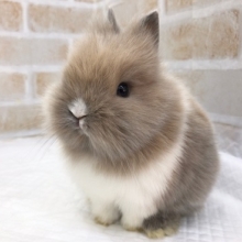 お顔もふもふ！ライオンラビット！