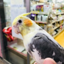 ベタ馴れ！　オカメインコ　パイド　ヒナ餌卒業してます。