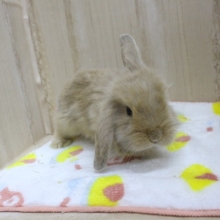 お耳ふわふわ～☆ロップイヤーラビット・男の子！