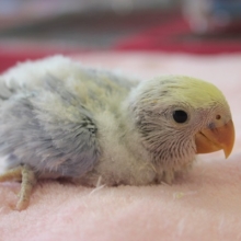 イチ押しです！コザクラインコ（ＷＦオパーリンブルー）