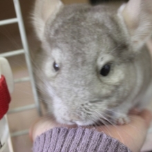 チンチラちゃん（シナモン）♀＾＾*