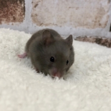 色が絶妙で馴れそう♥ゴールデンハムスターちゃん