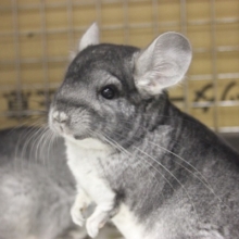 むちむち☆チンチラノーマルさん　女のコ入舎です♪
