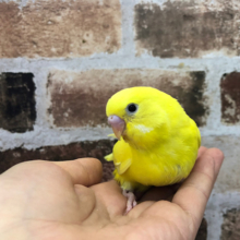 控えめさんなのかな？セキセイインコヒナ（ダブルファクター）