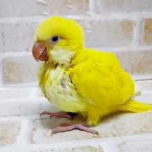 眩しすぎる！オキナインコ☆ルチノー　2021年02月16日
