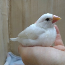 安心サイズの白文鳥さんいますよ！