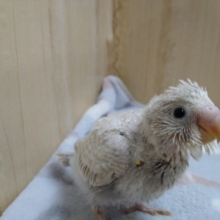 淡いグレーが素敵！セキセイインコのライラックいますよ〜