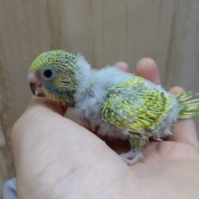 甘えん坊最新動画あり！カッコイイセキセイインコヒナ来ました！