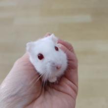 レア！！ルビーアイのハムスターちゃんですよー♪