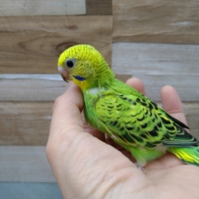 新緑みたいに鮮やかなグリーンのセキセイインコさん来ました〜