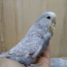 最新画像あります！ちょっと小ぶりな？ジャンボセキセイインコ来ました