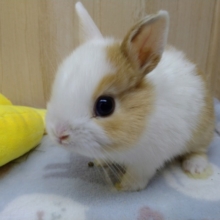 左右で別ウサギさん!?のドワーフラビットさんが来ました!
