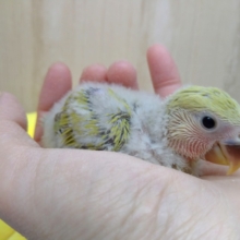 お尻のふわふわがたまりません!!小桜インコのヒナが来ました〜