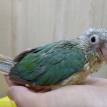 久々に来ました！ウロコインコのブルーシナモン〜
