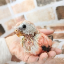 綺麗なピンク色が魅力的♡ローズ秋草インコさん♪