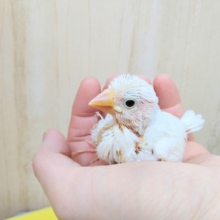大人気カラー白文鳥のヒナが来ました！