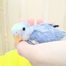 美カラー！小桜インコヴァイオレットパイドヒナいますよ〜