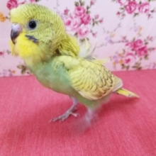 美鳥になりそうな予感？羽衣セキセイインコちゃん