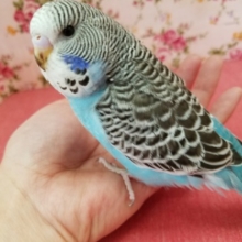 凛々しい青い鳥☆ジャンボセキセイインコさん