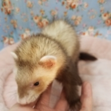 かなりお転婆♪マーシャルフェレットちゃん💗