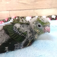 お迎えしましょう！こうなったら。。サザナミインコ～～