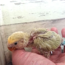 優しい～カラーのコ。　コザクラインコ　シナモンになりますっ