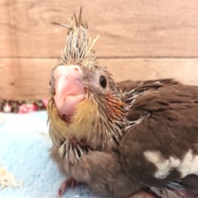 注目度高いです☆☆☆　オカメインコ　ノーマル～～