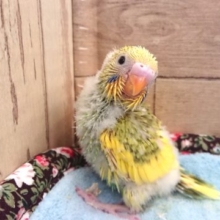 人気上昇中！！セキセイインコ　スパングルパイド～～