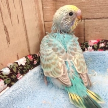 馴れそうなコですよっ　セキセイインコ　レインボー～～