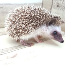 積極的なぁ～　ハリネズミ～～