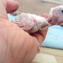 元気に育てて！セキセイインコ　ダブルファクター　２０２１　2月４日