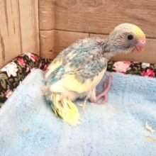 連れていきましょー！セキセイインコ　レインボーパイド　２０２１　２月４日