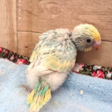 イメージはラムネっぽいかな～　セキセイインコ　パステルレインボー