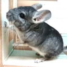 さすが！男のコ☆ チンチラ ノーマルグレー ～