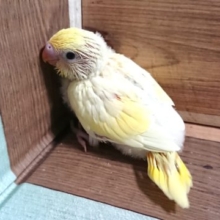 ほんわかタイプ。　セキセイインコ　クリーム～～