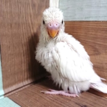 ﾚｱですね！ホワイト系の黒目ダブルファクター　セキセイインコ