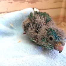 サザナミインコ　ターコイズブルー　の入荷でｺﾞｻﾞｲﾏｽ〜〜