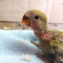 パートナーにloveです！　コザクラインコ　シナモンチェリー～～