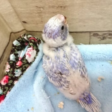 ｷﾚｲなスパングル。性格は明るめ～セキセイインコ～～
