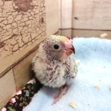 ビビっと来る☆彡　美々セキセイインコ　レインボースパングル　2021　２月１２日