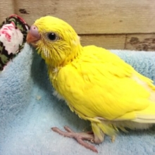 黒目が映えますっ　セキセイインコ　ダブルファクター　2021　２月１２日