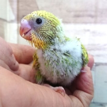オススメのコ！セキセイインコ スパングル 2021 ２月１２日