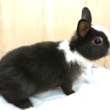 目が落ちそうです。。ネザーランドドワーフラビット　パンダカラー～～