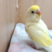 最新画像あります！ポタージュみたいなセキセイインコのヒナが来ました！