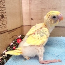 個性的ですねっ！華やかなセキセイインコ　パステルレインボーパイド